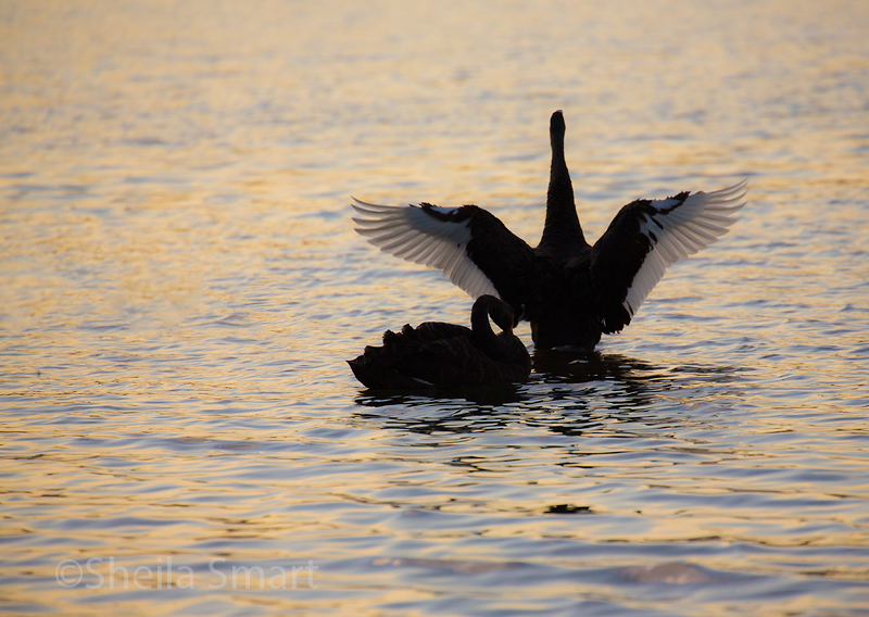 Black swan about to takeoff