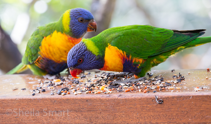 Rainbow lorikeet and baby on deck