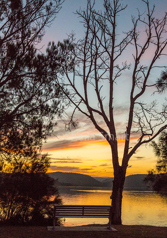 Tree at sunset Narrabeen