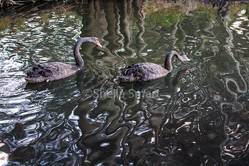 Two black swans with tree reflection at Narrabeen Lake