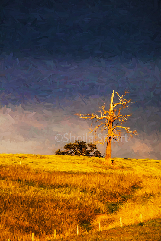 Dead tree in paddock 