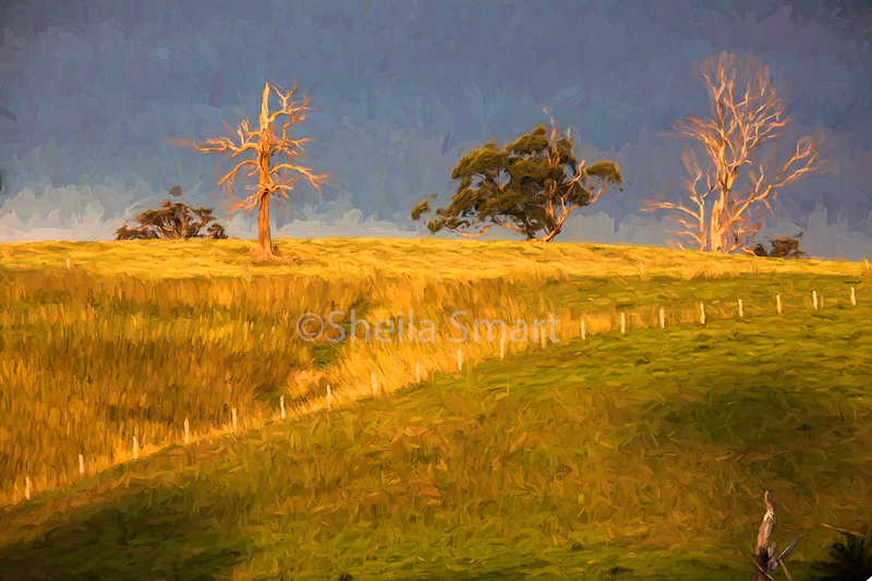 Paddock with dead trees 