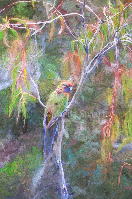 Female crimson rosella in tree in Snowy Mountains
