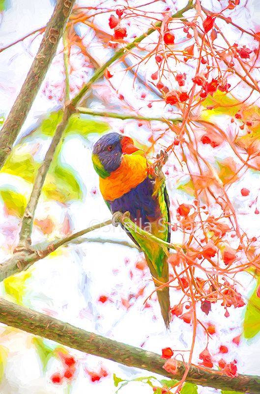 Rainbow lorikeet in flame tree 