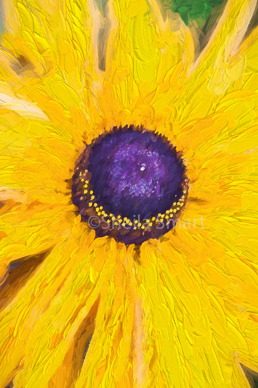Daisy 