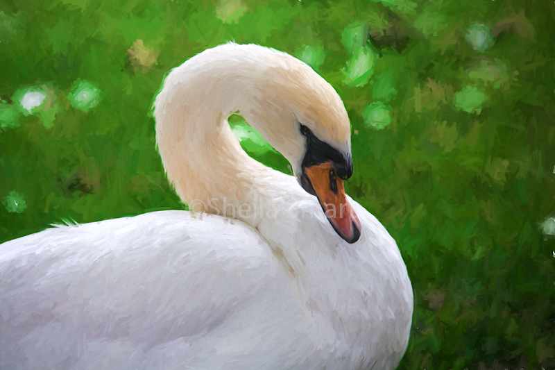 White swan 