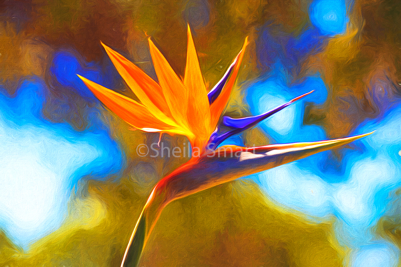 Strelitzia 