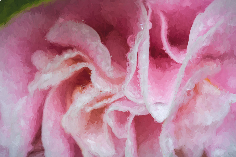 Camelia up close