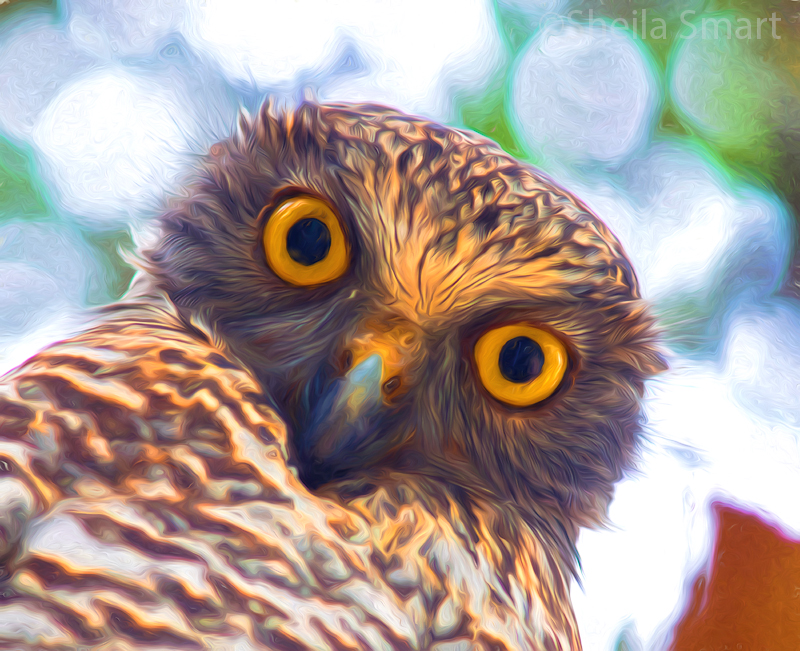 Powerful owl 
