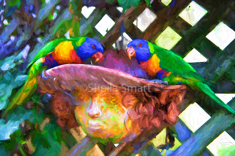 Rainbow lorikeets feeding 