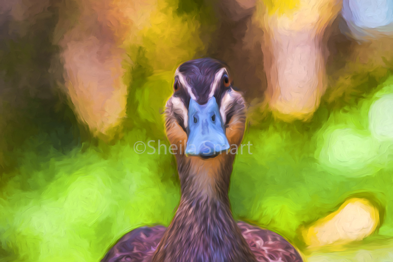 Pacific black duck 