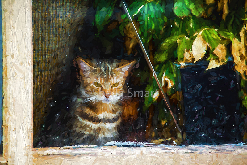 Kitten in window