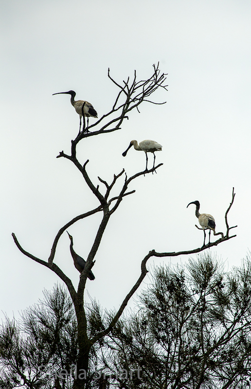 Heron, spoonbill and ibises in same tree at Narrabeen