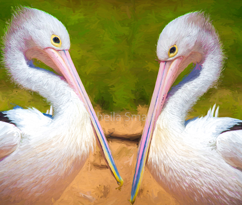 Australian white pelicans impressionist