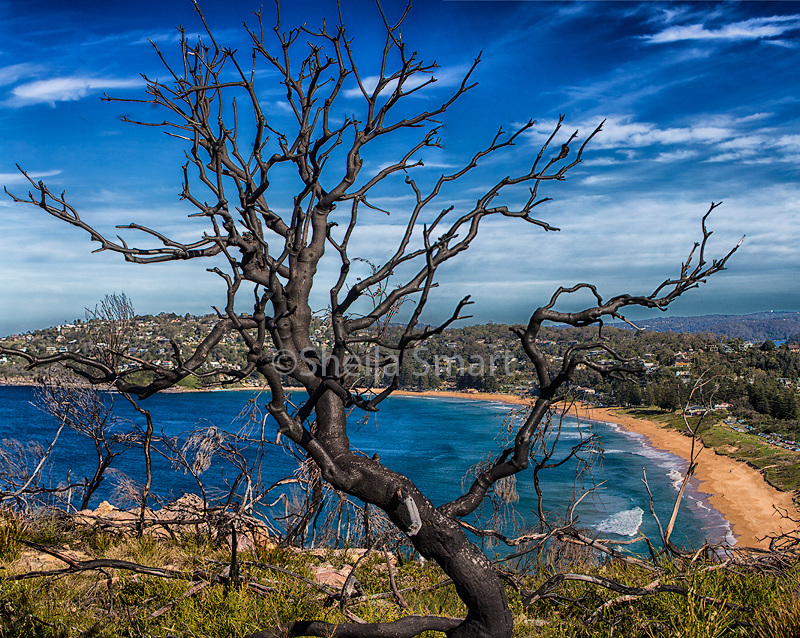 Dead tree with Pittwater backdrop 