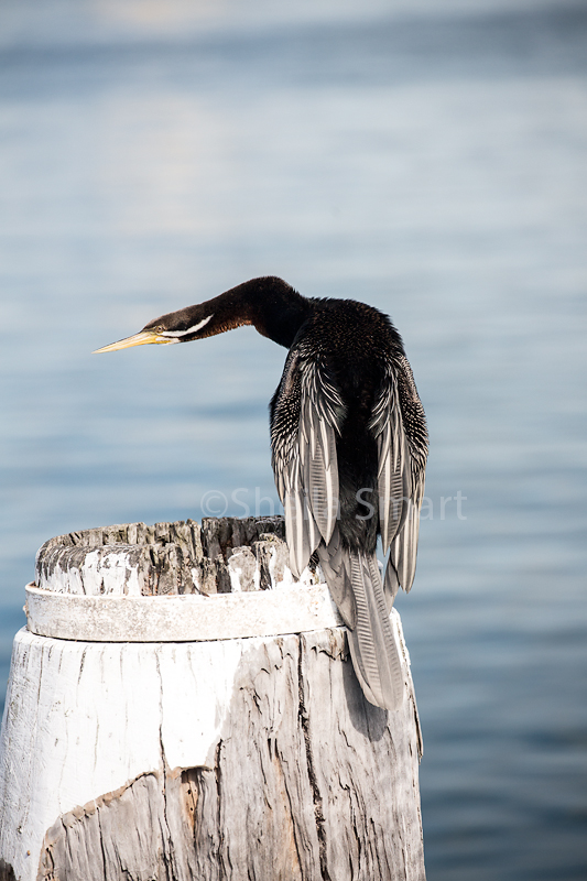 Australian darter 