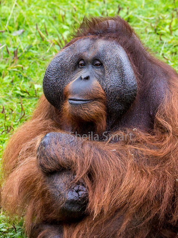 Close up of male orang utan