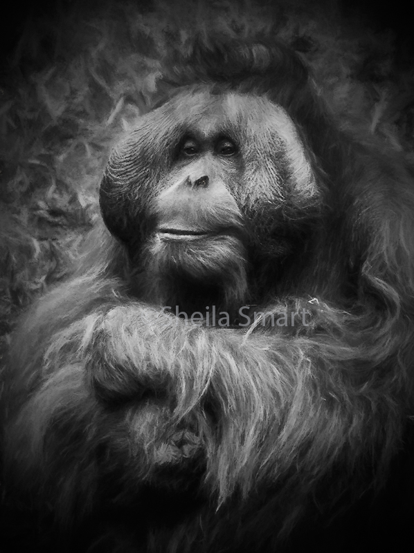 Male orang sketch 