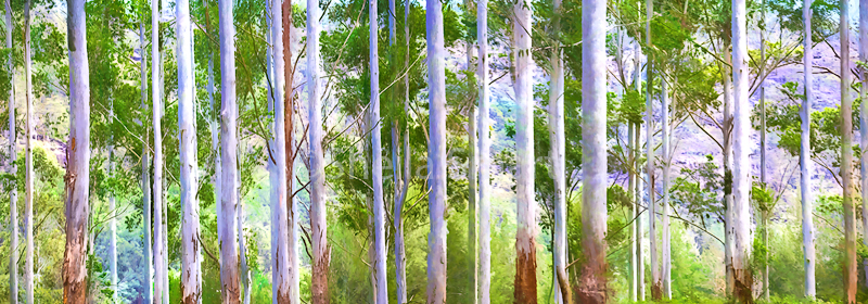 Australian gum trees - painterly version