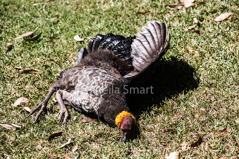 Brush turkey or bush turkey