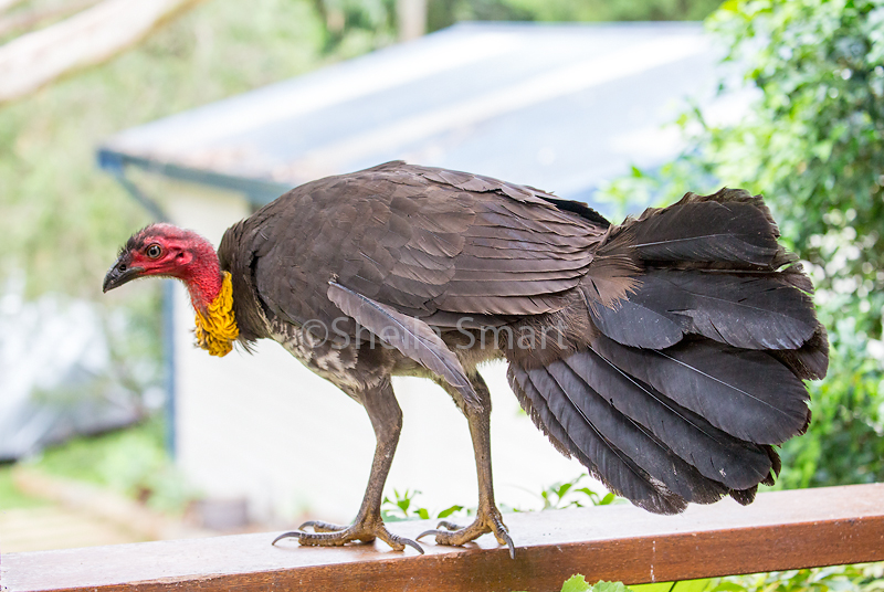 Brush turkey on balustrade 