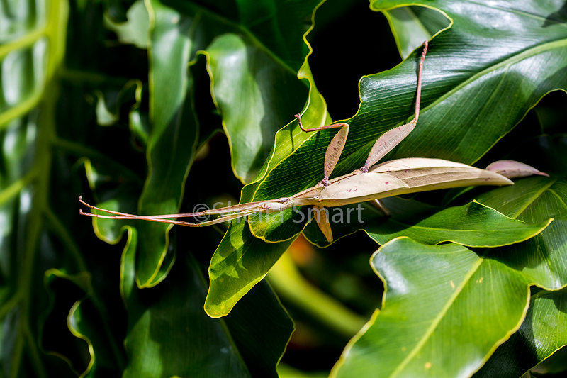 Tropidoderus childrenii stick insect 