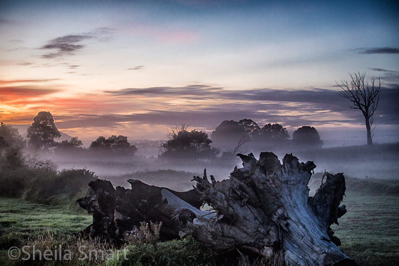 Dead tree at sunrise with mist