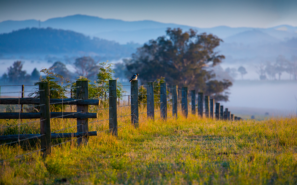 Magpie morning 