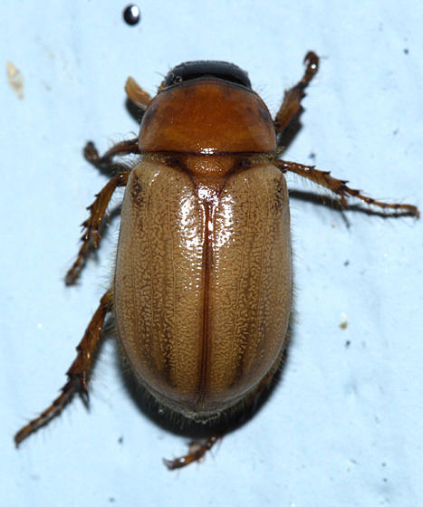 Cyclocephala longula