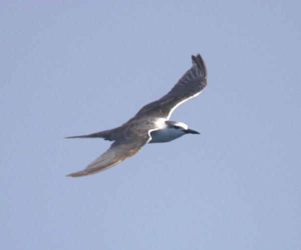 Bridled Tern - Sterna anaethetus