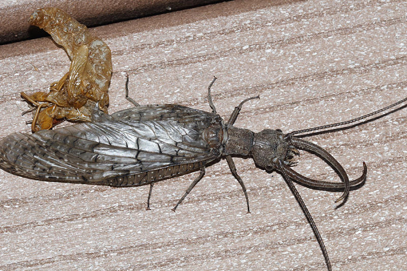 Eastern Dobsonfly - Corydalus cornutus (male)
