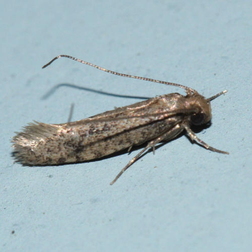 0428 - Tropical Tobacco Moth - Setomorpha rutella