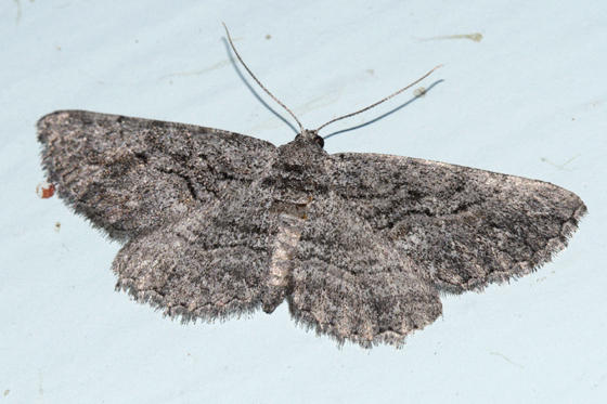 6590 - Common Gray Moth - Anavitrinella pampinaria