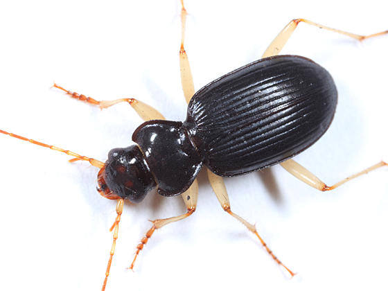 Nebria pallipes