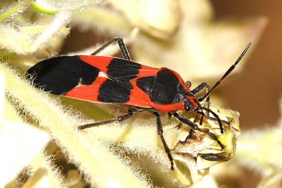 Large Milkweed Bug - Oncopeltus fasciatus