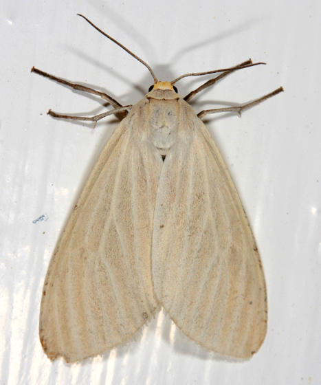 8231 - Oregon Cycnia - Cycnia oregonensis