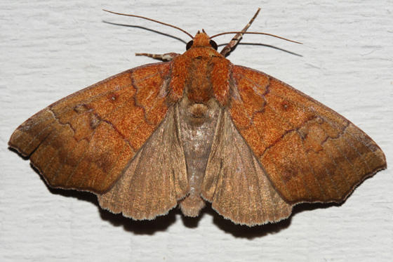 8547 - Hibiscus Leaf Caterpillar Moth - Anomis commoda