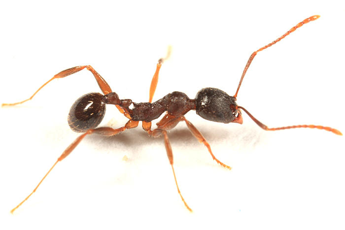Aphaenogaster rudis