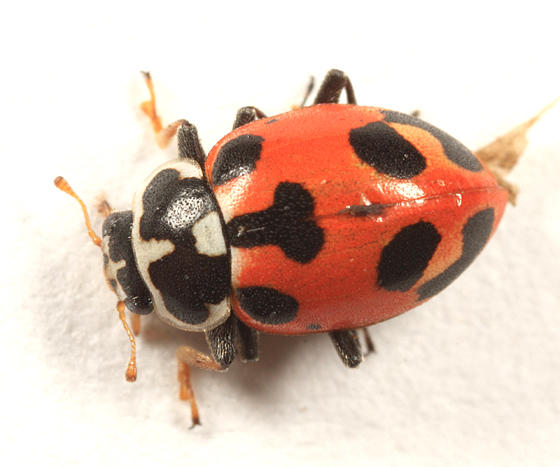 Parenthesis Lady Beetle - Hippodamia parenthesis