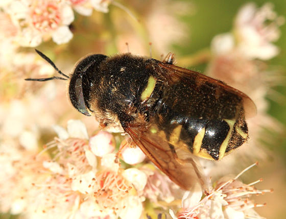 Stratiomys badia