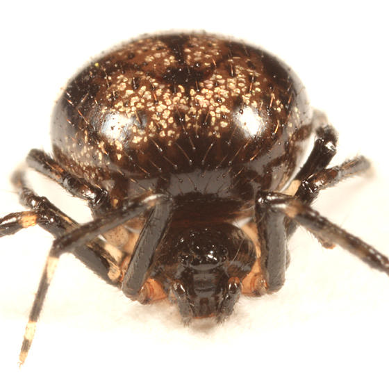 Euryopis funebris