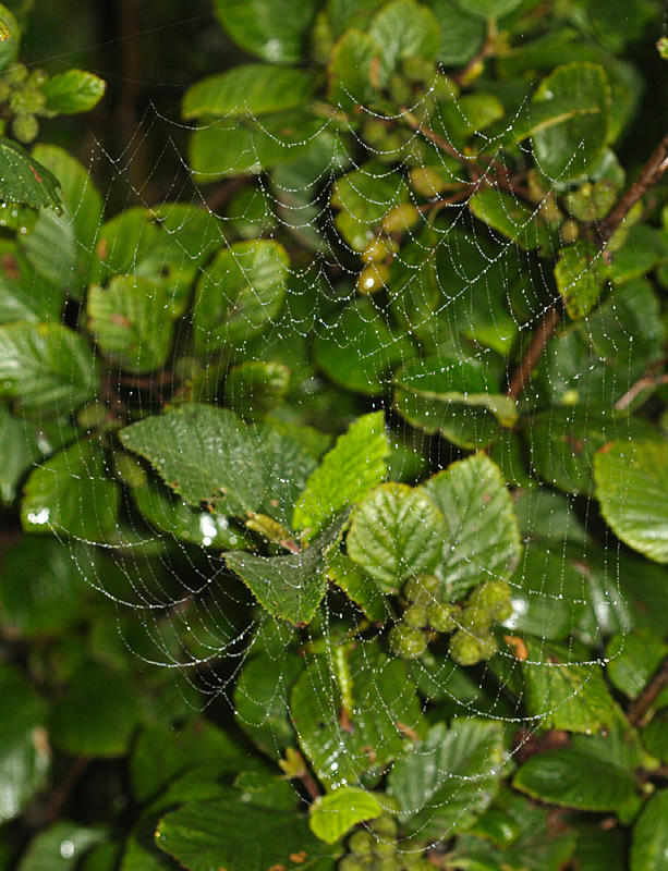 Dew covered spider web