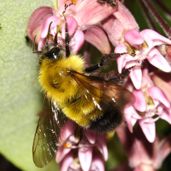 Confusing Bumble Bee - Bombus perplexus