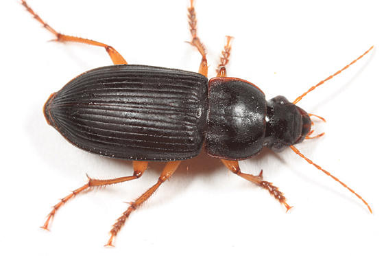 Harpalus pensylvanicus