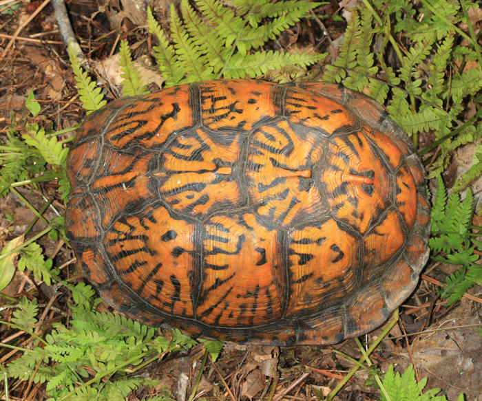 Eastern Box Turtle - Terrapene carolina
