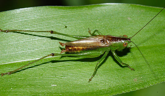 Short-winged Meadow Katydid - Conocephalus brevipennis