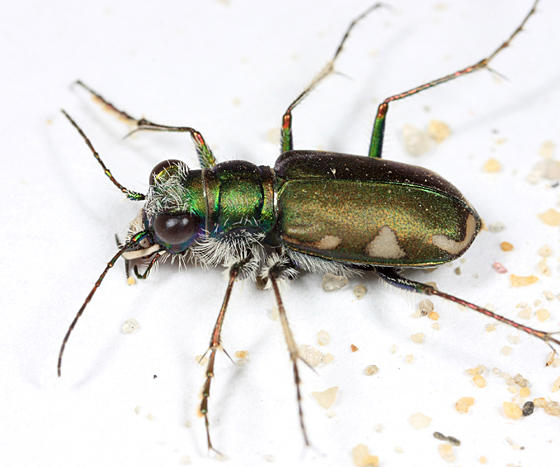 Cicindela scutellaris