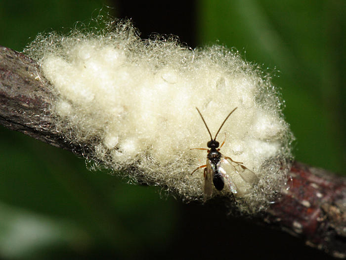 Cotesia sp. (with its cocoons)