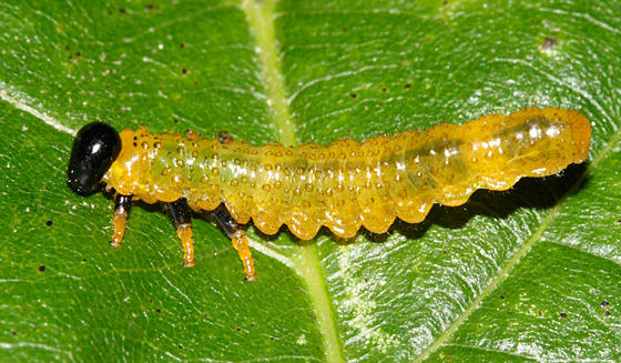 Willow Oak Sawfly - Arge quidia