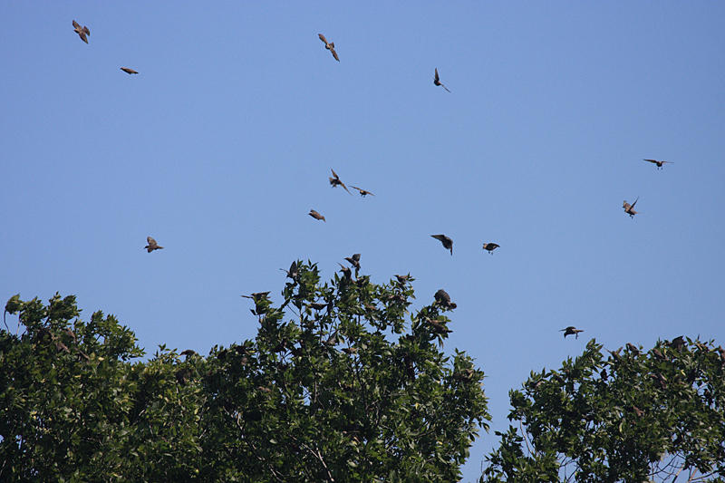 European Starlings